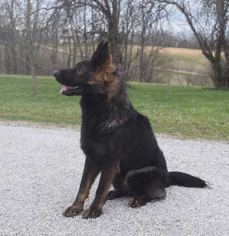 Dark sable long haired german shepherd outlet